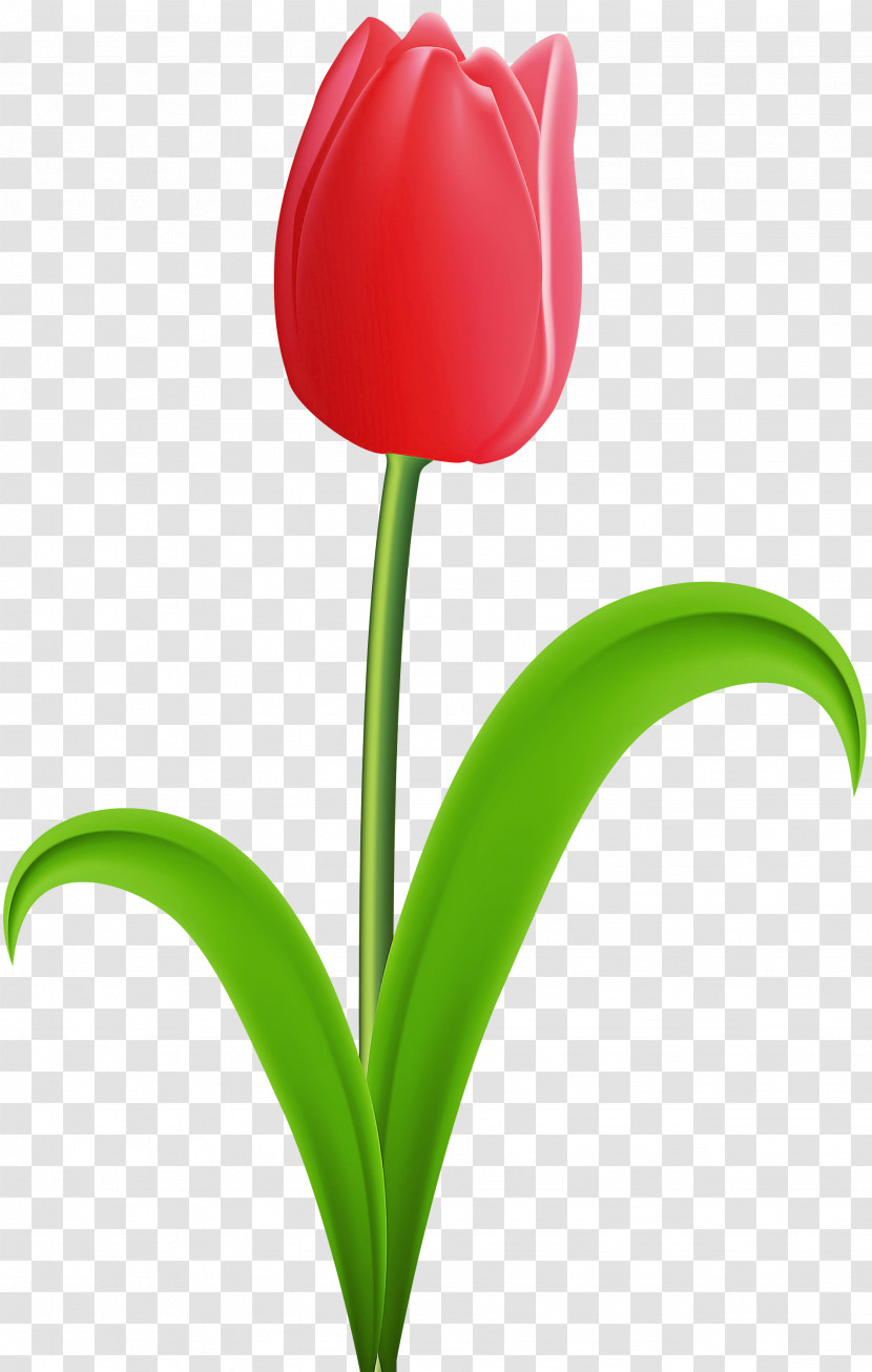 Flower Tulip Plant Petal Plant Stem Transparent PNG