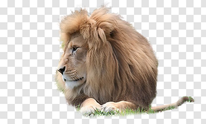 East African Lion Animal Carnivore .de - Terrestrial - Nikita Transparent PNG