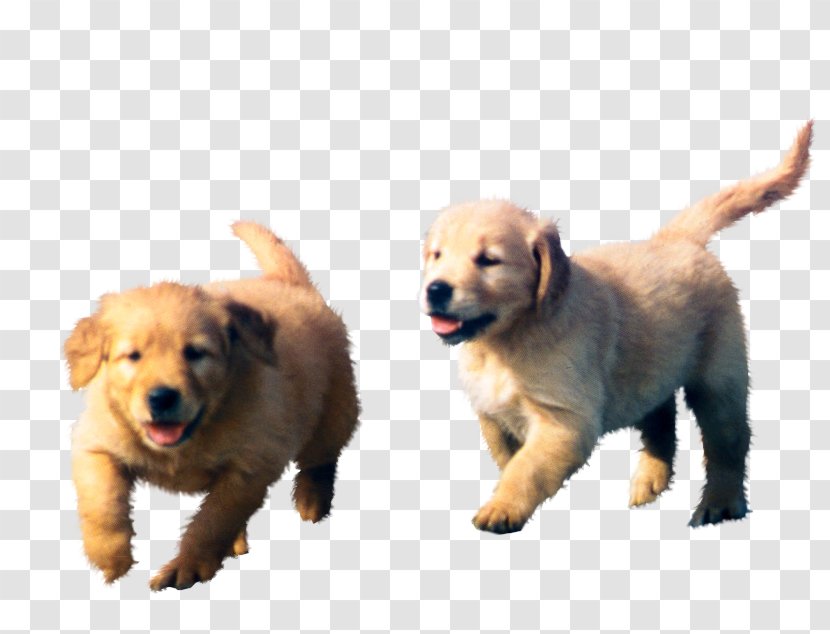 Golden Retriever Labrador Puppy Dog Breed - Carnivora - Puppies Transparent PNG
