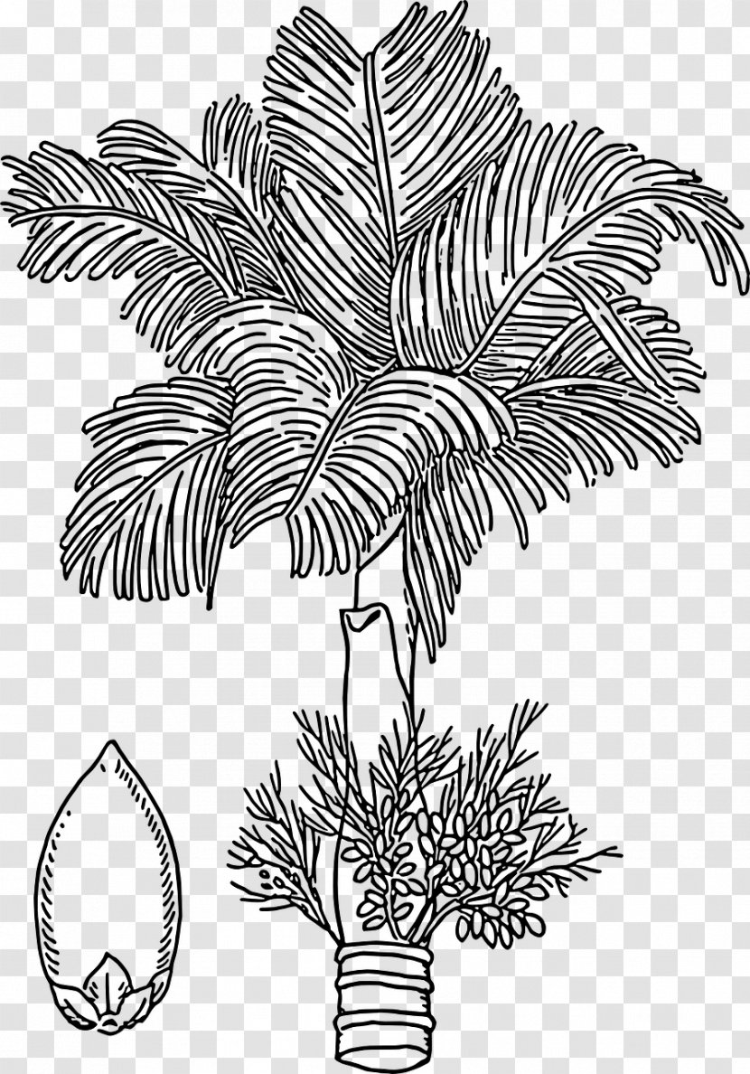 Areca Palm Nut Drawing Arecaceae - Hops Barley Transparent PNG