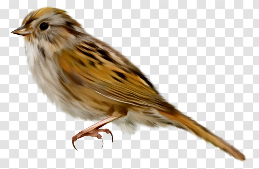 Anadolu University Bird Ischnocera Amblycera Owl - Ortolan Bunting - Sparrow Transparent PNG