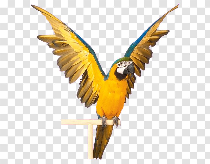 Parrot Bird Computer File - Graphics - Blue Striped Yellow Transparent PNG