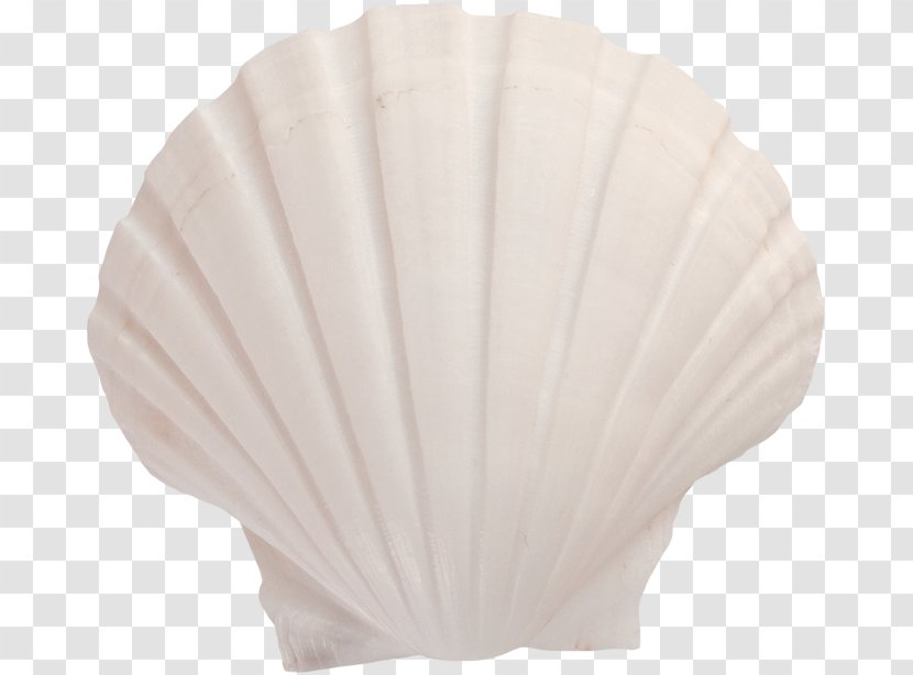 Lighting Seashell - White Shell Transparent PNG
