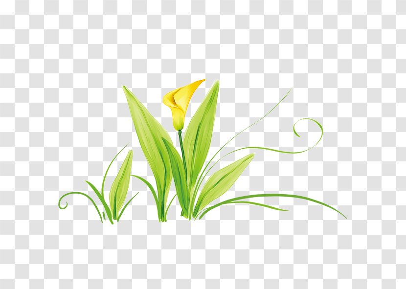 Tulip Computer File - Flower - Yellow Tulips Transparent PNG