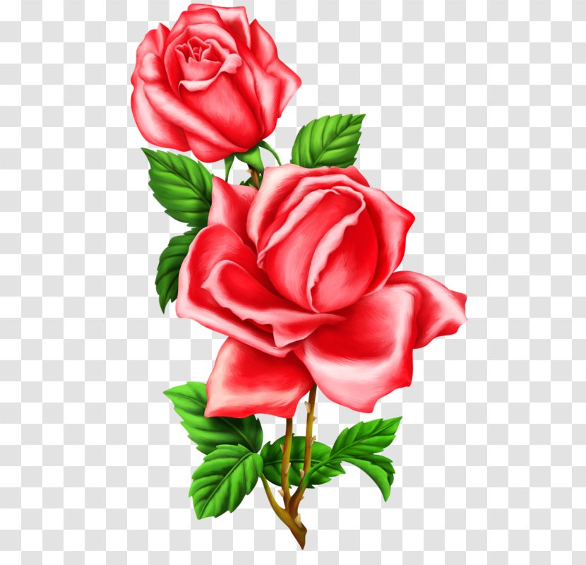 Garden Roses Cabbage Rose Flower Floribunda Clip Art - Family - Sublimacion Transparent PNG