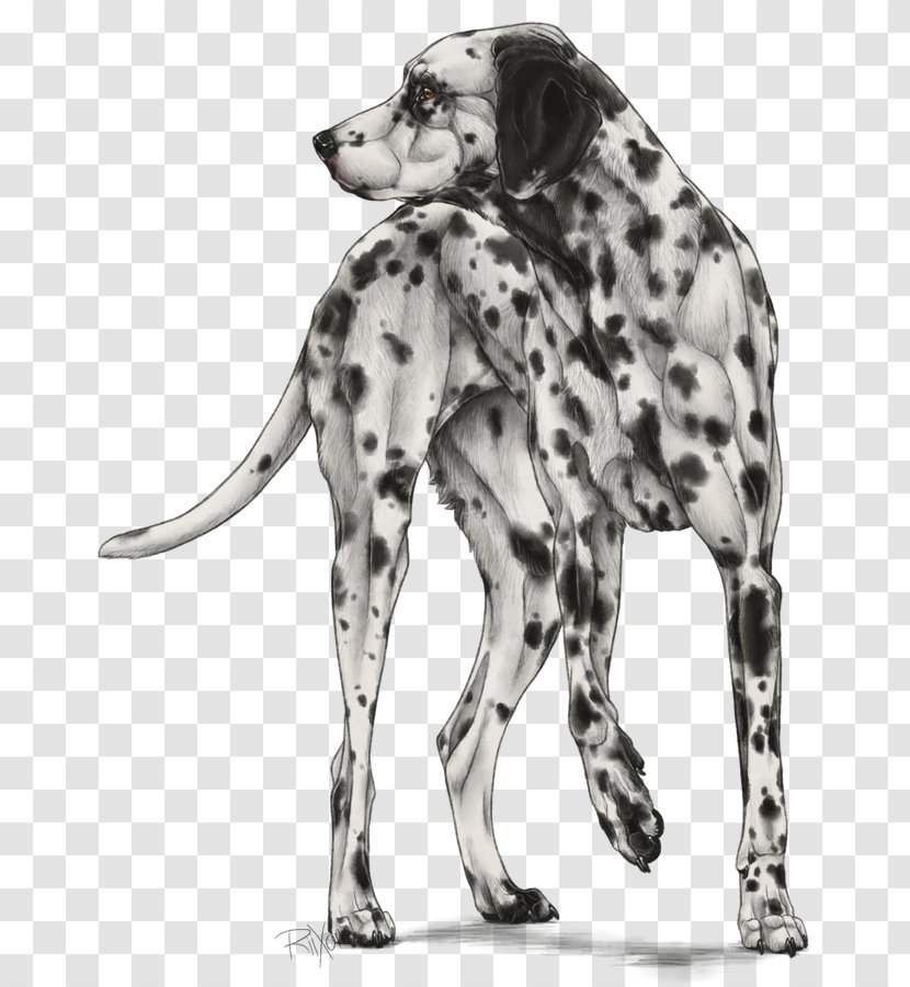Dalmatian Dog Breed Companion Bulldog Non-sporting Group - Paw - Dalmatians Transparent PNG