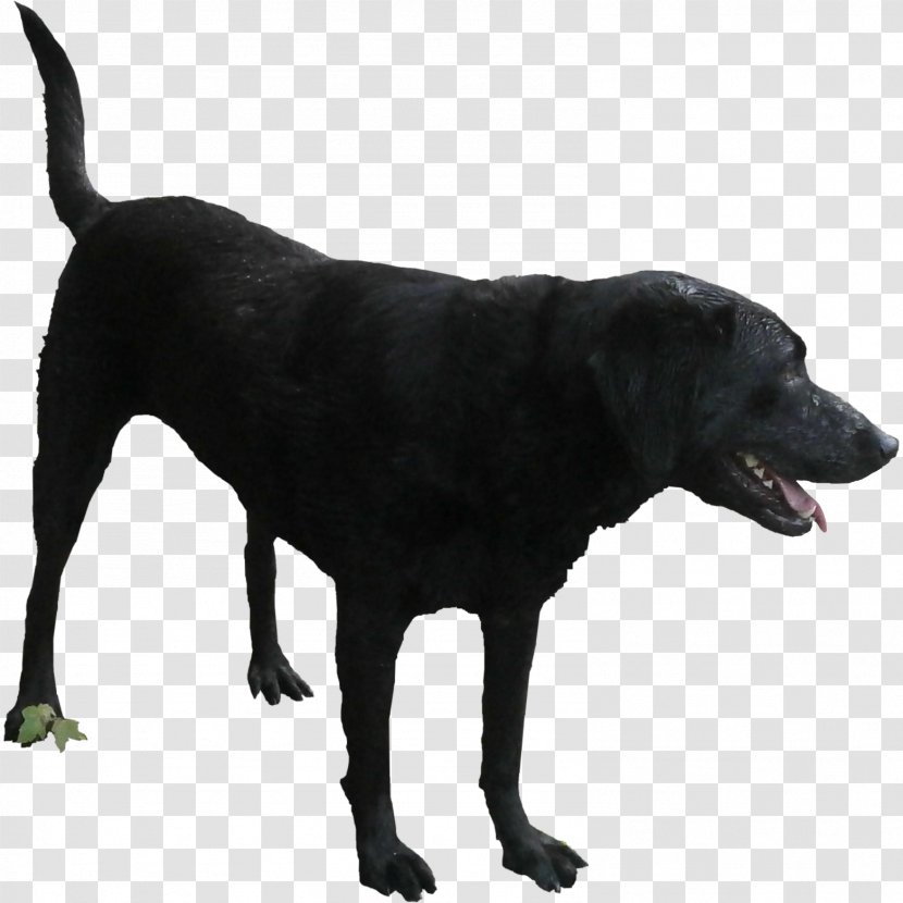 Labrador Retriever Dog Breed Rendering - Architecture - Black Pepper Transparent PNG