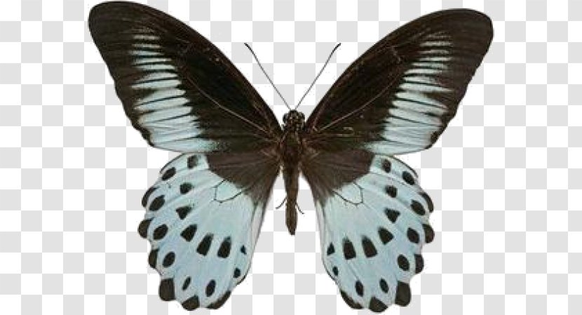 Swallowtail Butterfly Insect Papilio Polymnestor Morpho Transparent PNG