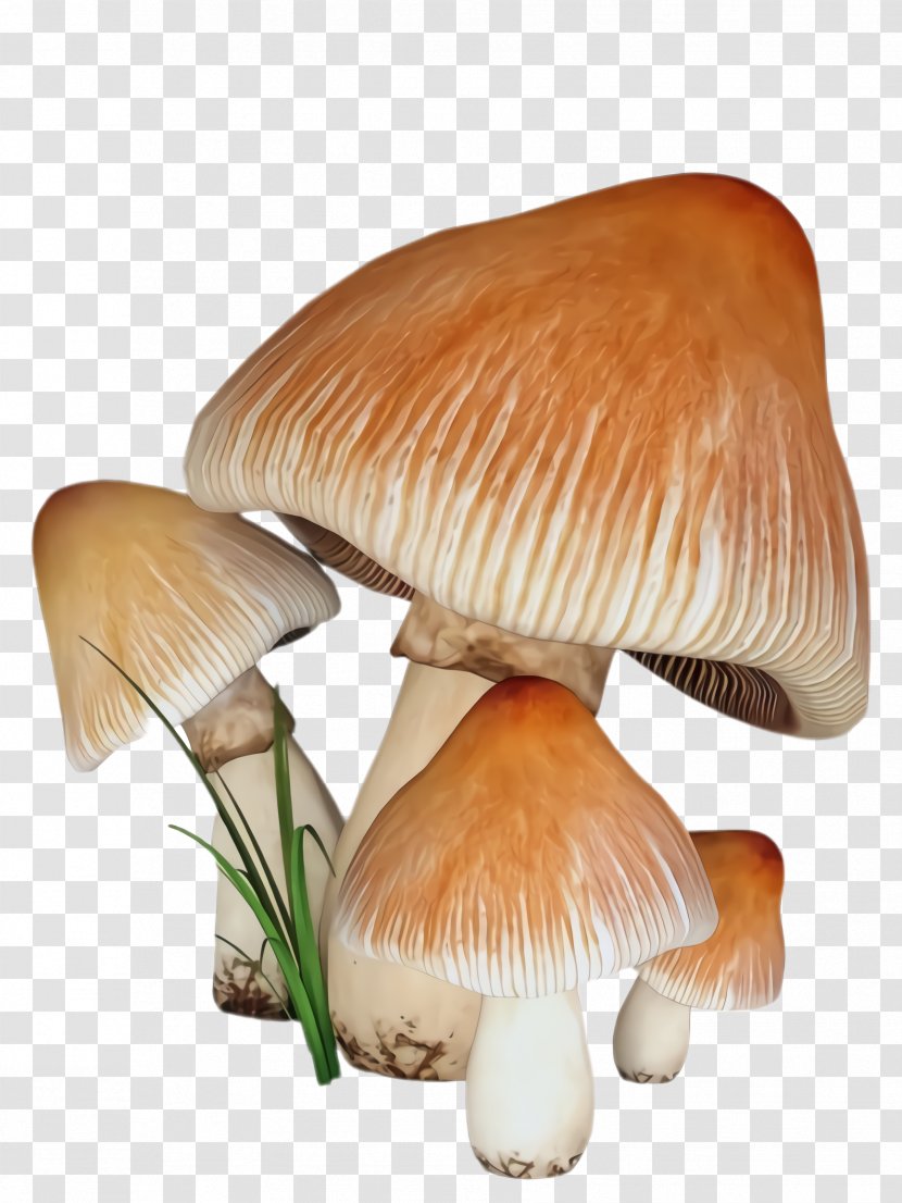 Mushroom Edible Agaricaceae Agaricus Agaricomycetes - Fungus Russula Integra Transparent PNG