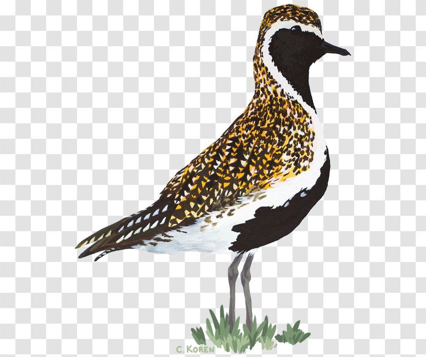 European Golden Plover Shorebirds Grey - Animal - Bird Transparent PNG