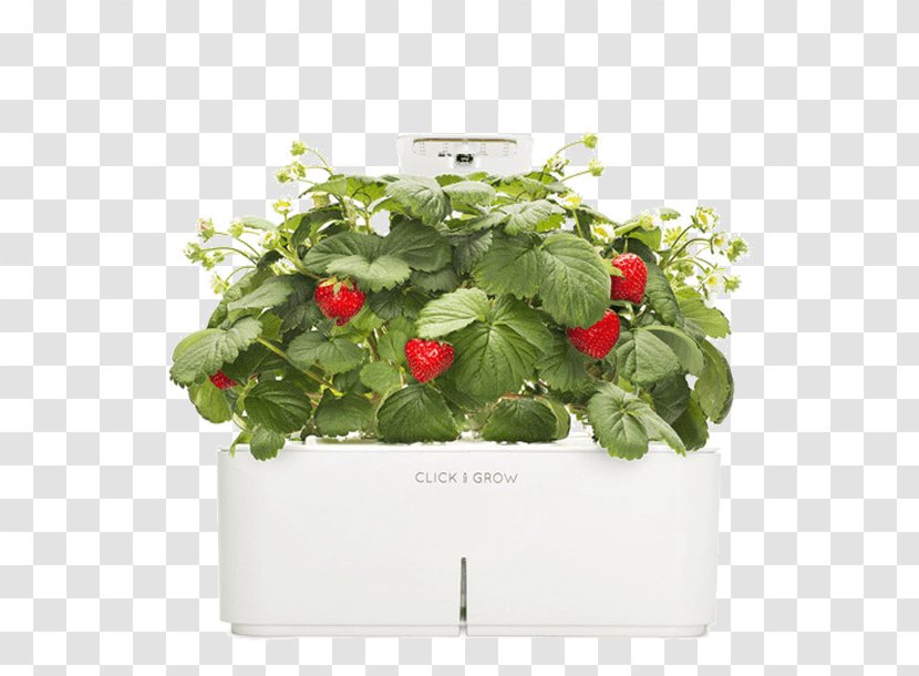 Grow Light Strawberry Garden Herb Greenhouse Transparent PNG