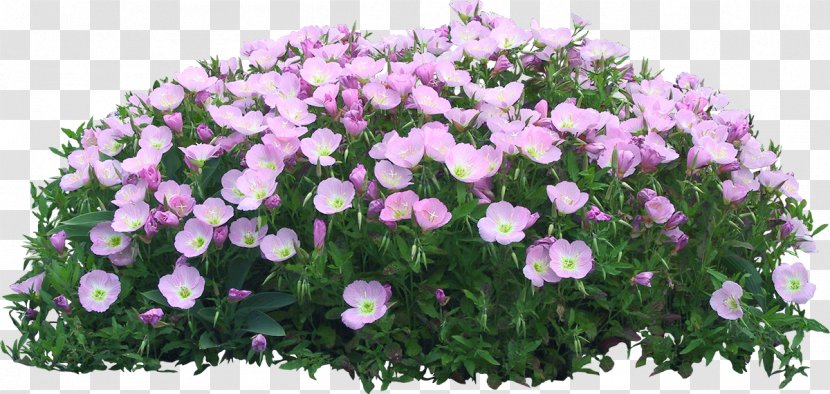 Flower Garden Flowerpot - Landscaping Transparent PNG