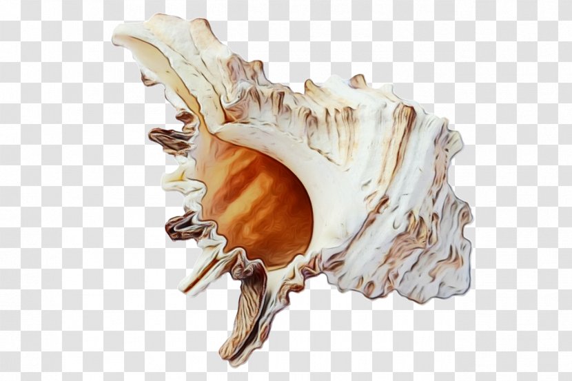 Beach Cartoon - Shankha - Shell Money Transparent PNG