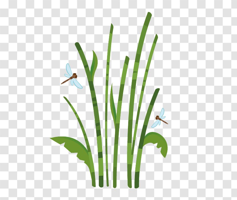 Bamboo Sticker Drawing Bamboe Reed - Flower - Cane Vine Transparent PNG