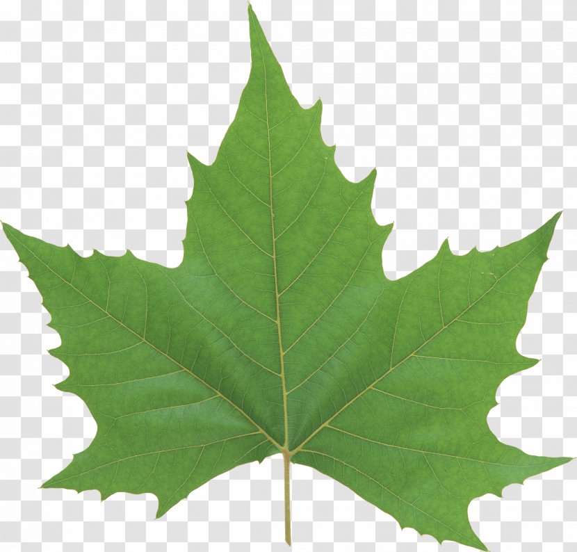 Leaf Look At Leaves Green - Vascular Plant Transparent PNG