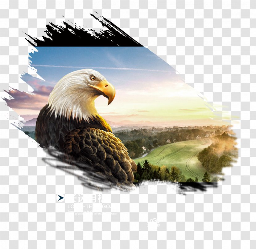 Investment Fund Web Banner Finance - Personal - Eagle Transparent PNG