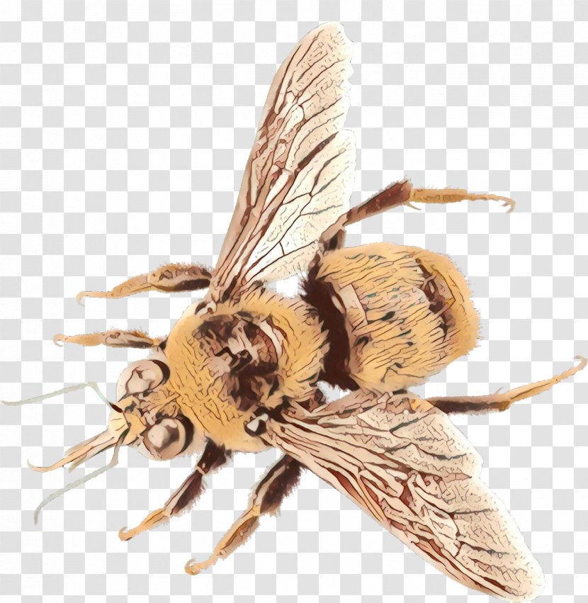 Bee Cartoon - Membranewinged Insect - Drosophila Melanogaster Transparent PNG
