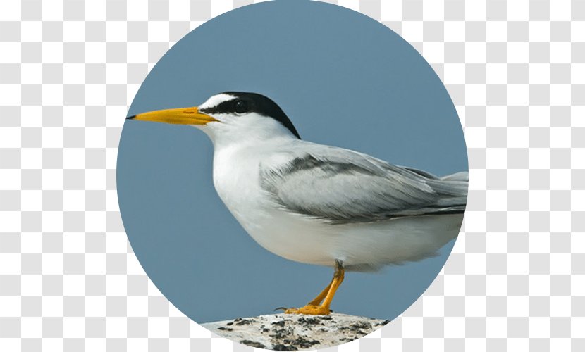 Gulls Seabird Least Tern Peruvian - Fauna - Bird Transparent PNG