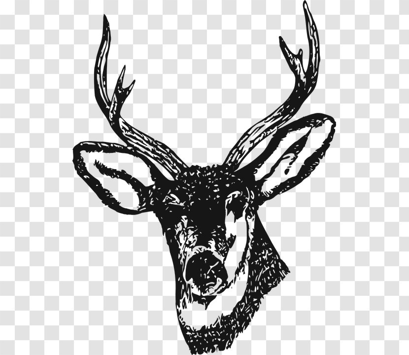 Drawing Deer Henna Clip Art - Vertebrate - Buck Transparent PNG