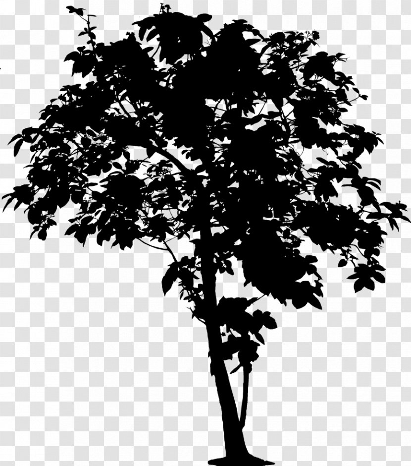 Clip Art Vector Graphics Tree Oak Openclipart - Woody Plant - Root Transparent PNG