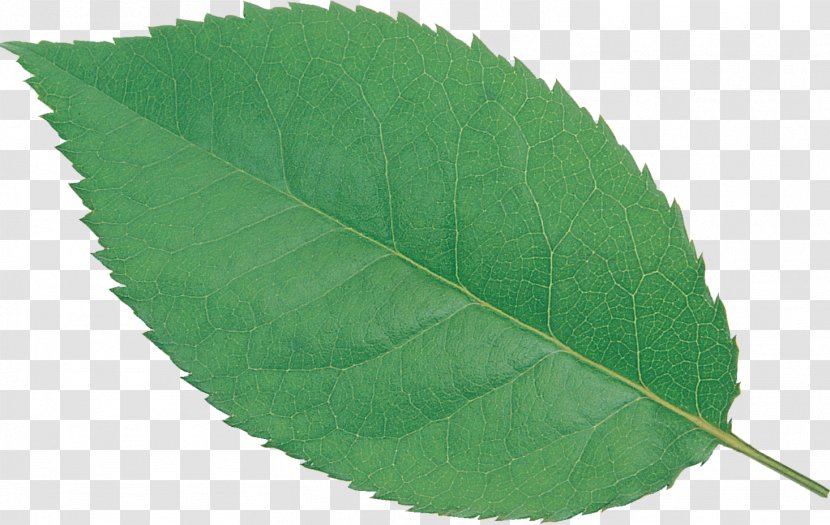 Plant Green Leaf Transparent PNG