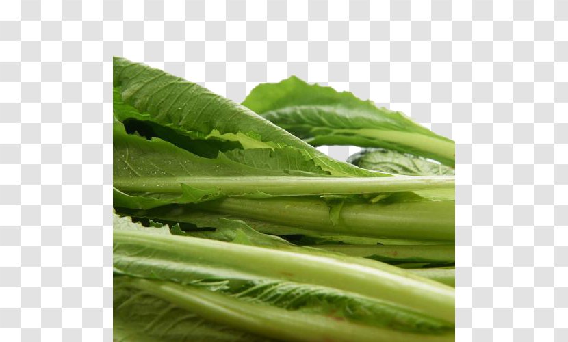 Romaine Lettuce Choy Sum Spring Greens Collard Cabbage - Silhouette - Organic Transparent PNG