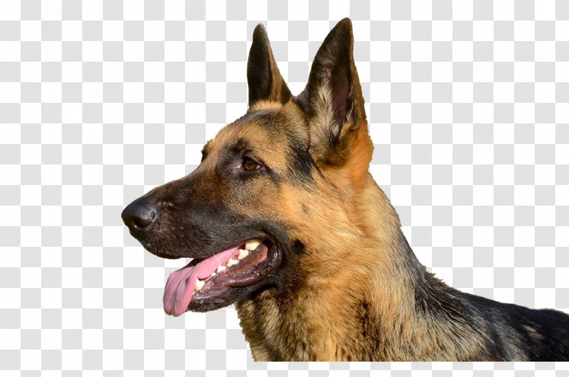 Old German Shepherd Dog East-European King Kunming Wolfdog - Dog's Tongue Transparent PNG