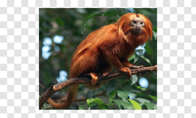 Macaque Golden Lion Tamarin New World Monkeys Primate - Monkey Transparent PNG