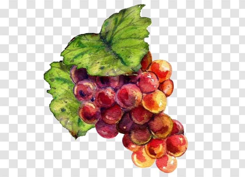 Wine Grape Drawing Raceme Painting - Garnish - Hand-painted Grapes Transparent PNG