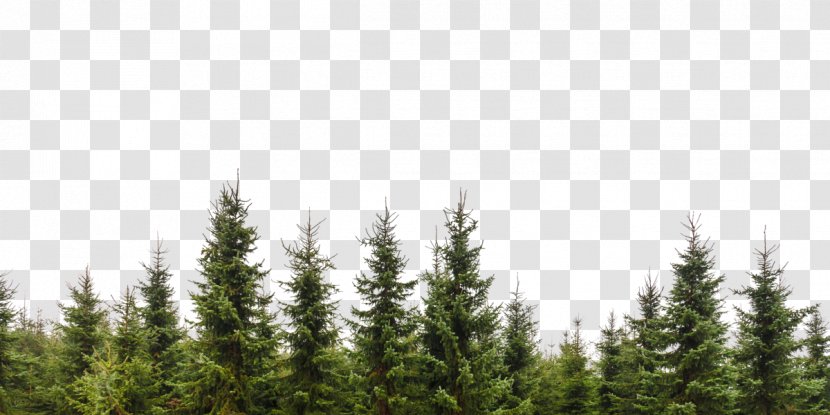 Tree Evergreen Conifers Forest Branch - Vegetation Transparent PNG