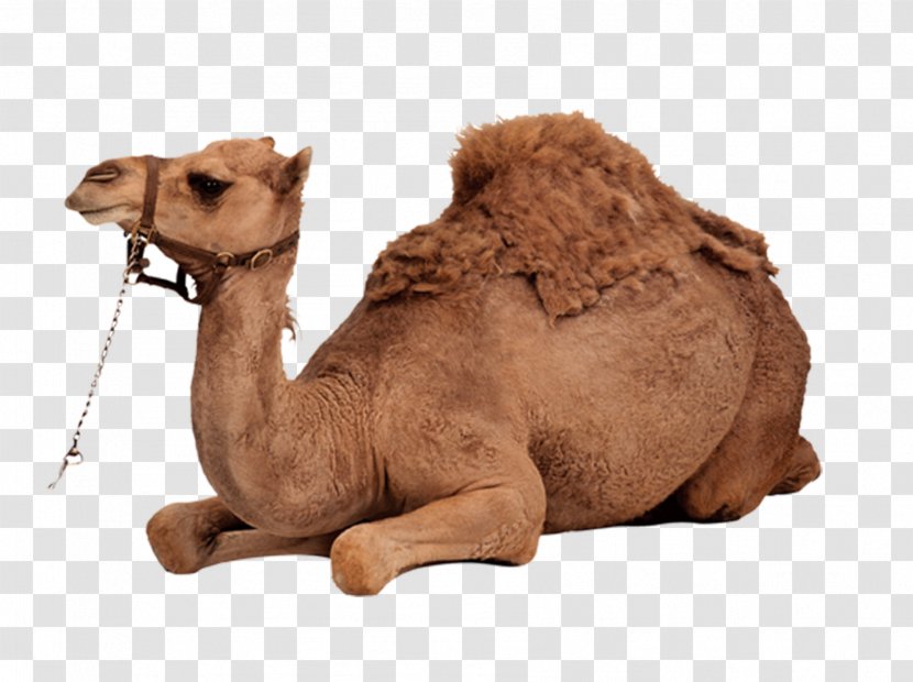 Dromedary Bactrian Camel - Livestock - Desert Transparent PNG