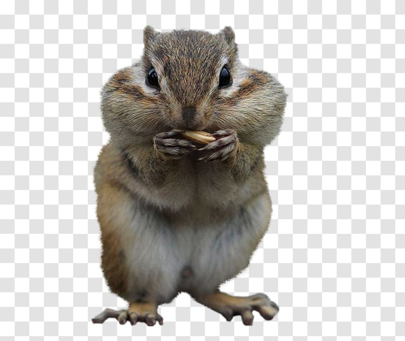 Squirrel Desktop Wallpaper Image Cuteness Chipmunk - Blog Transparent PNG