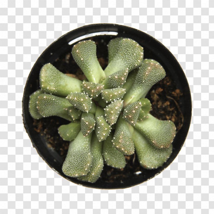 Succulent Plant Aloinopsis Luckhoffii Cactaceae - Tuber - Suculent Transparent PNG