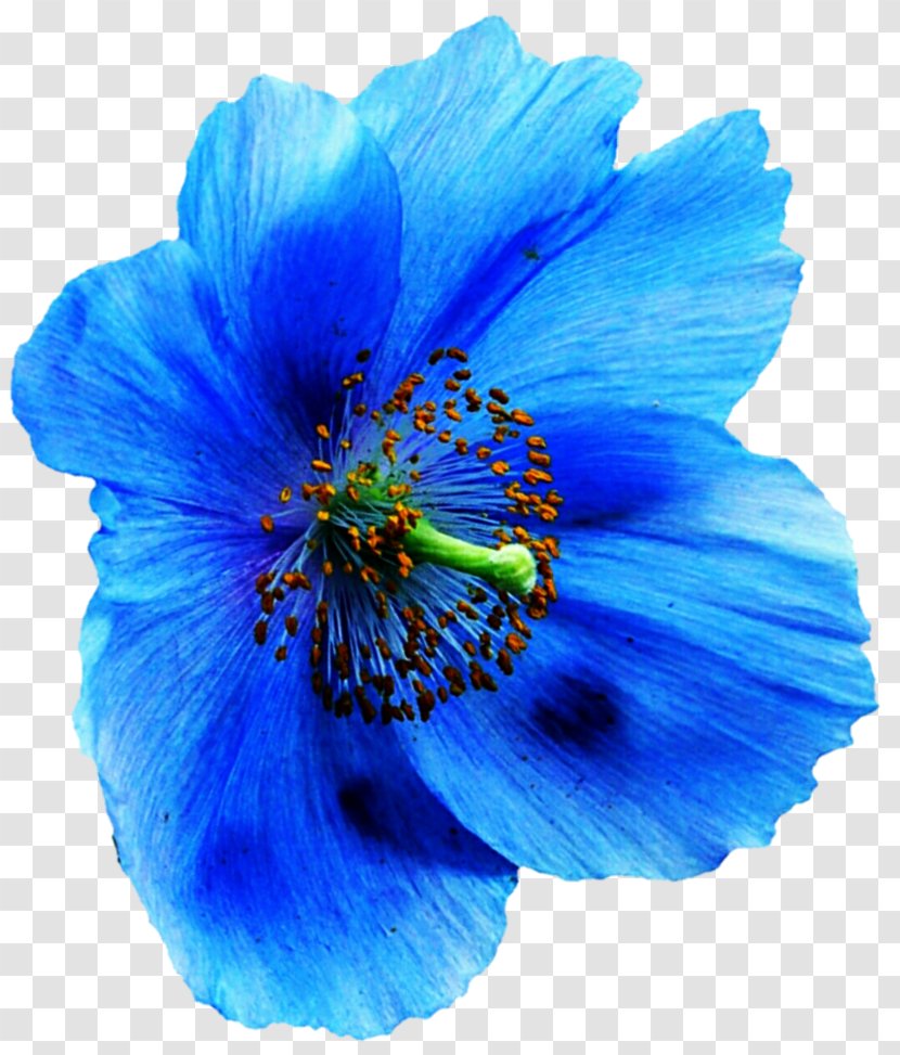 Papaver Nudicaule DeviantArt Blue Poppy Clip Art - Herbaceous Plant Transparent PNG