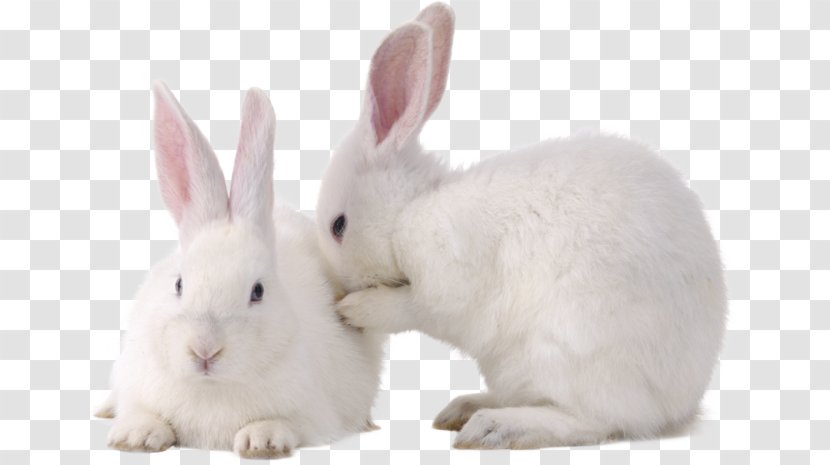 Rabbit The Easter Bunny Pet Transparent PNG