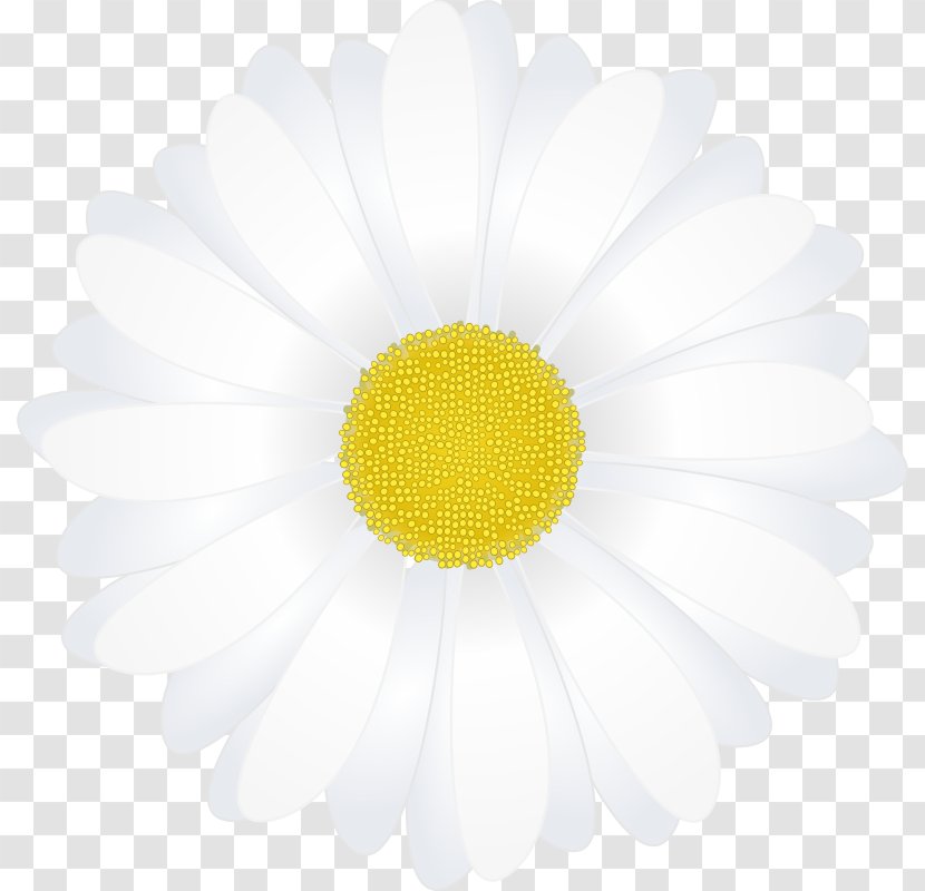 Common Daisy Oxeye Chrysanthemum Transvaal Wallpaper - White - Chamomile Pictures Transparent PNG