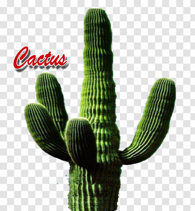 Triangle Cactus Image Name - Acanthocereus Transparent PNG