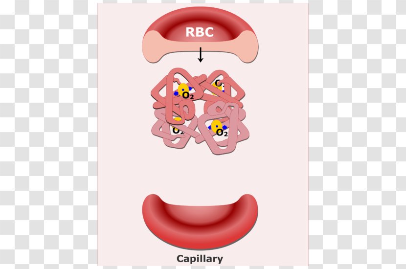 Red Blood Cell Carbon Dioxide Hemoglobin - Tree Transparent PNG