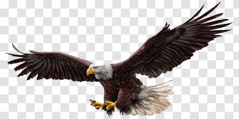 Bald Eagle Drawing Illustration - Fauna - Vector Transparent PNG