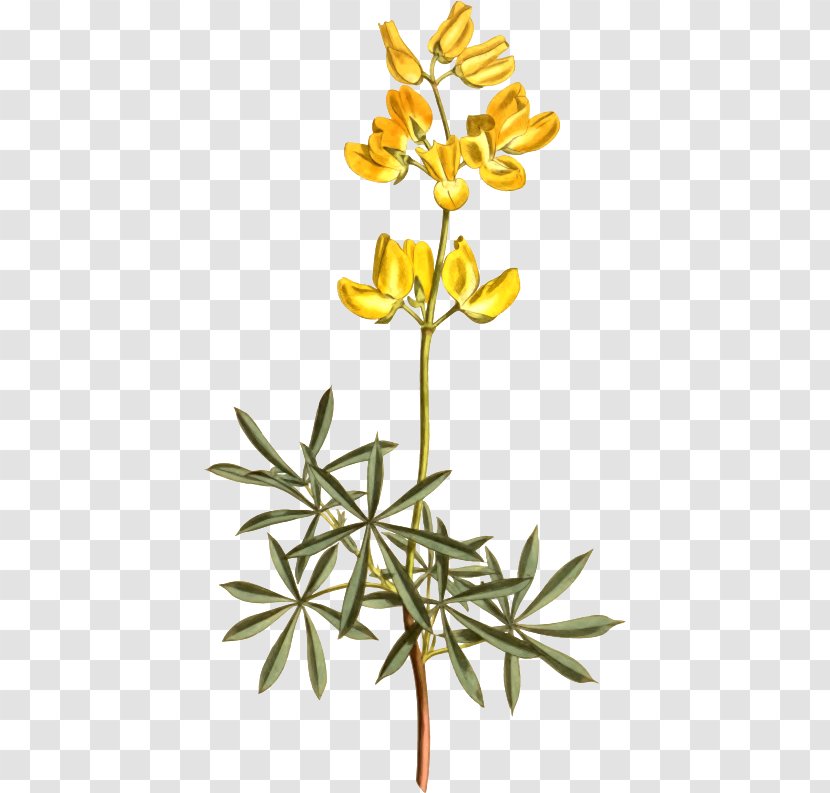 Yellow Bush Lupine Legumes Clip Art Lupinus Excubitus Openclipart - European - Botanical Flag Transparent PNG