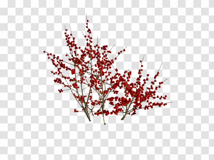 DeviantArt Plant ST.AU.150 MIN.V.UNC.NR AD Stock Photography - Say My Name - Berrybush Transparent PNG