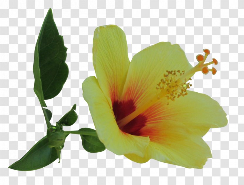 Yellow Hibiscus Plant Common Transparent PNG