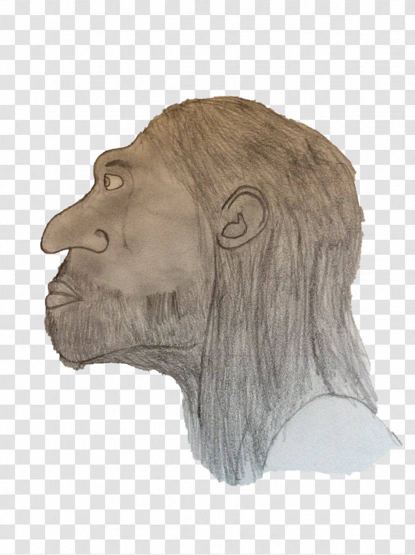 Gorilla Homo Sapiens Forehead Snout Drawing Transparent PNG