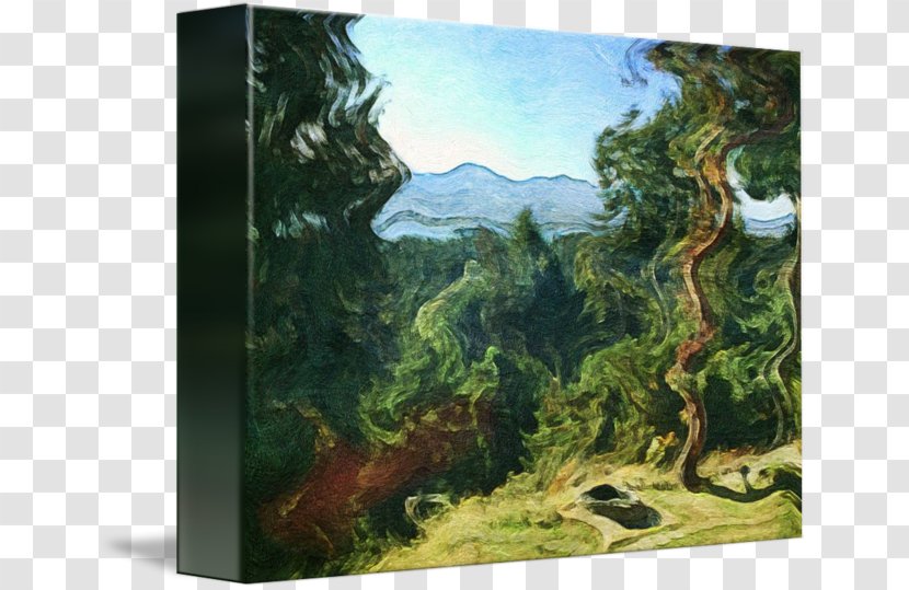 Biome Painting Rainforest Landscape Tree Transparent PNG