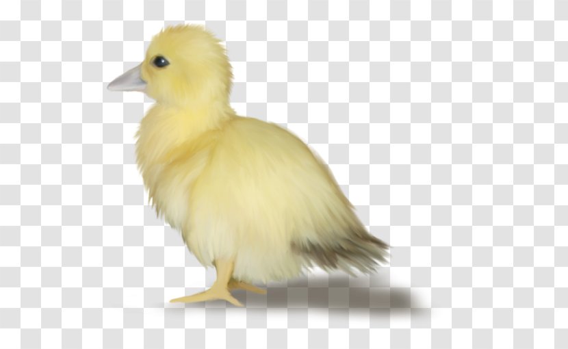 Duck Goose Easter Egg - Bird Transparent PNG