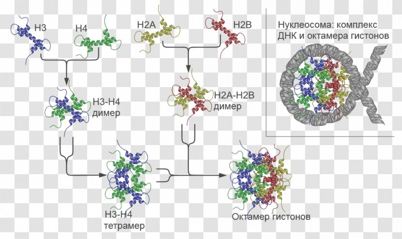 Nucleosome Chromatin Chromosome Histone H2A - Cartoon - Organization Structure Transparent PNG