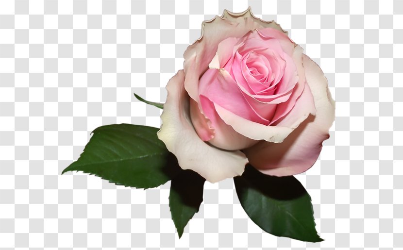 Centifolia Roses Flower Desktop Wallpaper - Rose Order - Soft Transparent PNG
