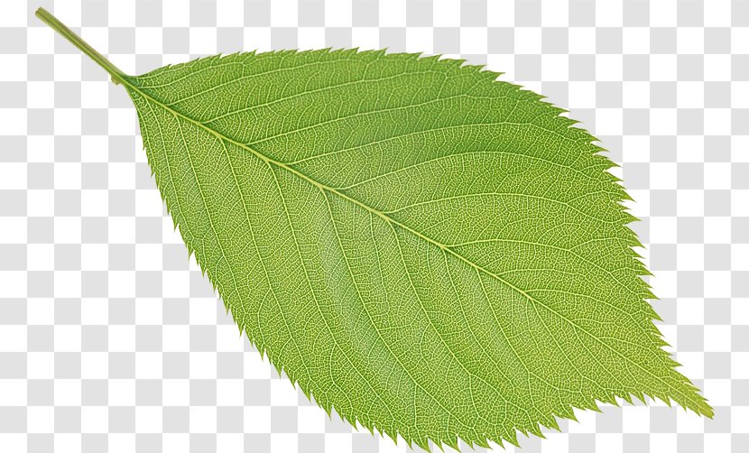 Leaf Tree Transparent PNG