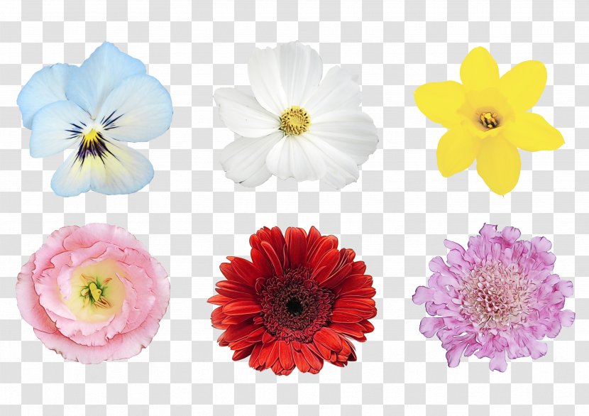 Drawing Of Family - Transvaal Daisy - Wildflower Anemone Transparent PNG