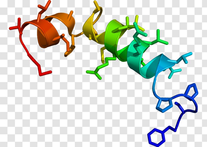 Orexin Neurotransmitter Neuropeptide Neuron Sleep - Hormone - Carassius Auratus Transparent PNG